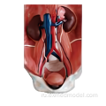 Модель анатомии мочевой системы человека